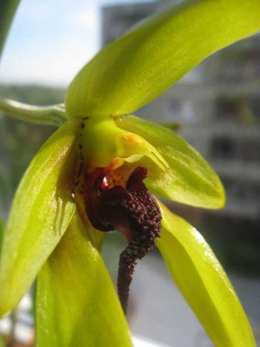bulbophyllum 1.jpg