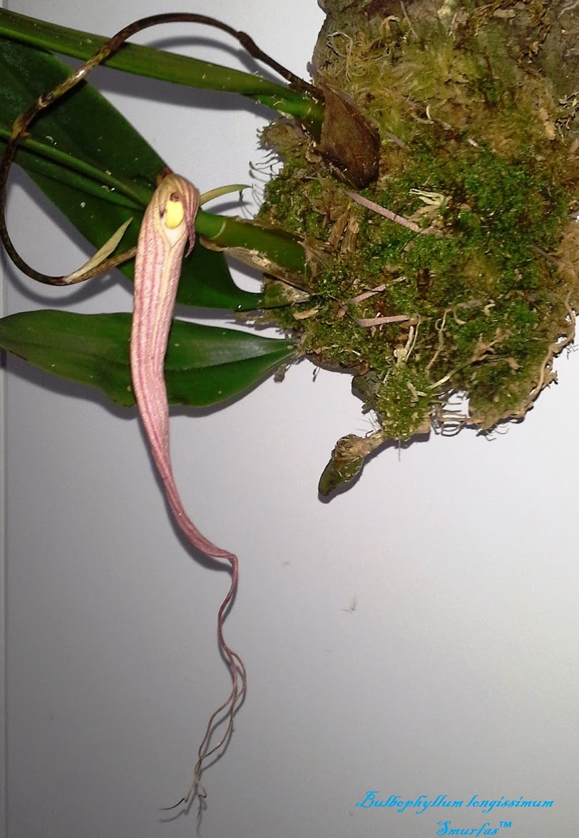 Bulbophyllum longissimum.jpg