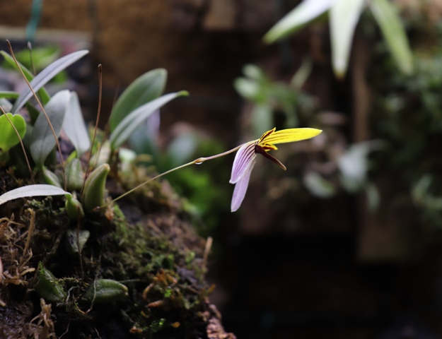 bulbophyllum bolsteri'19 (2).JPG