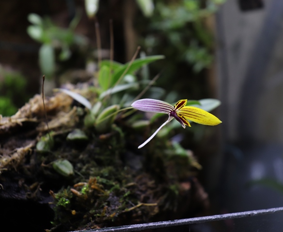 bulbophyllum bolsteri'19 (3).JPG