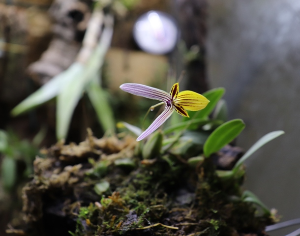 bulbophyllum bolsteri'19 (4).JPG
