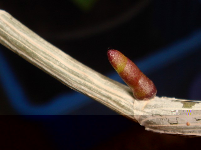DSC00552.JPG