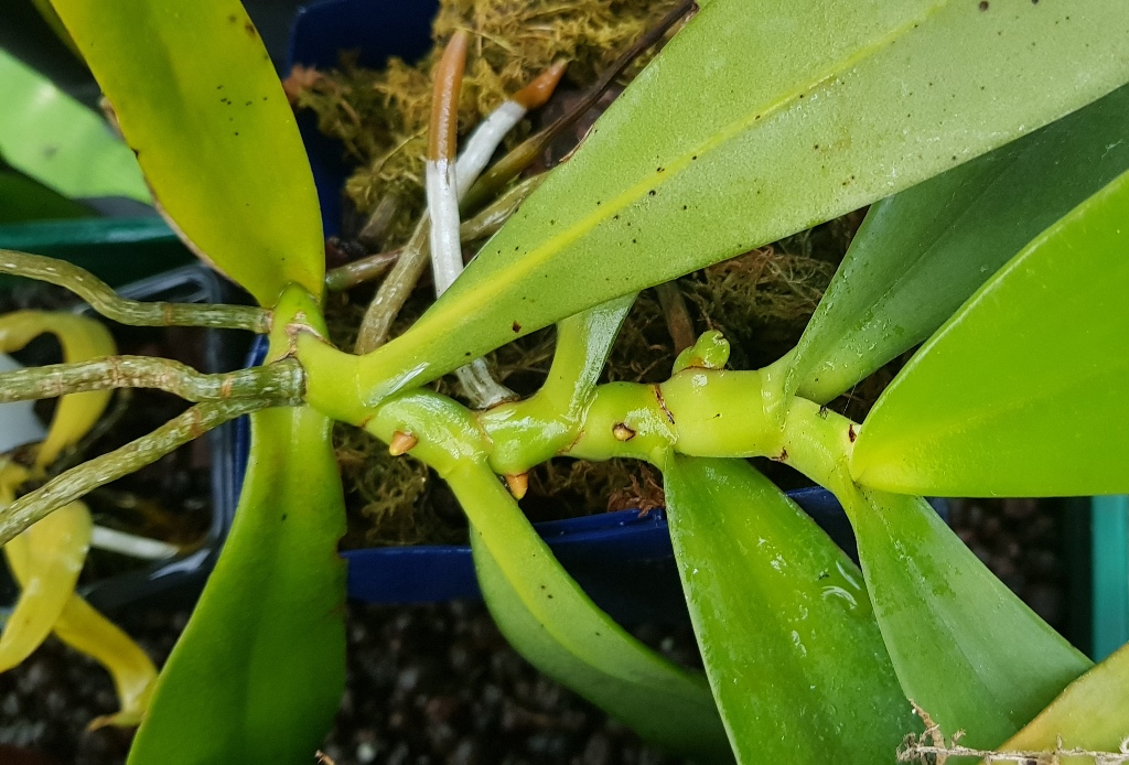 Aerangis articulata.jpg