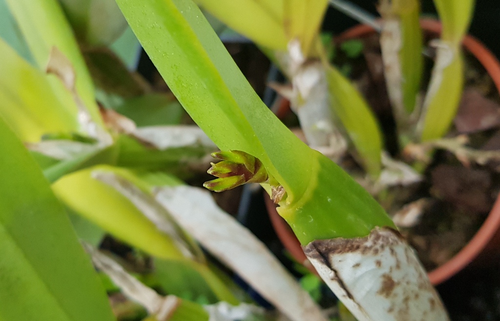 Cattleya mossiae.jpg