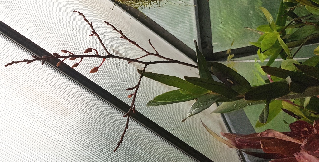 Renanthera imschootiana.jpg