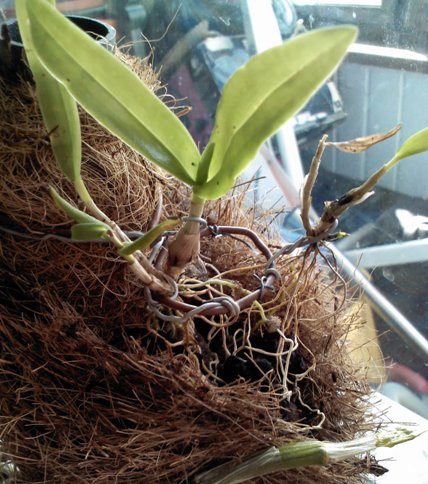 140501 Dendrobium tannii 03.jpg