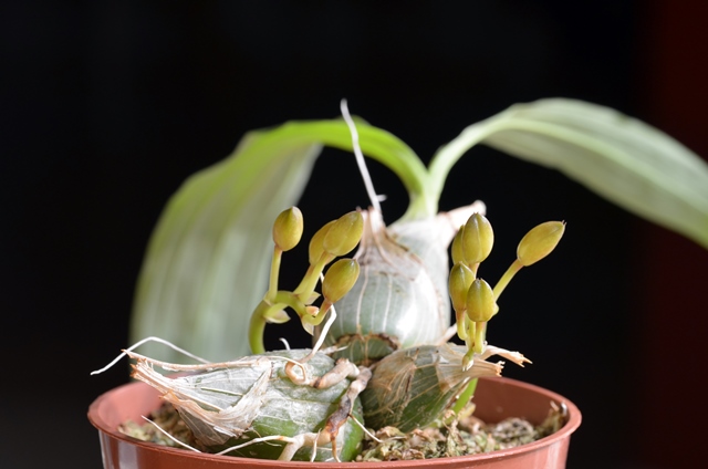 DSC_0282a.jpg