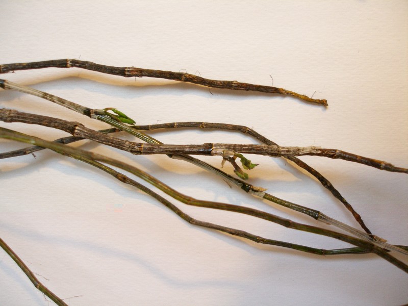 Den_devonianum_O-M_20130419_3.jpg