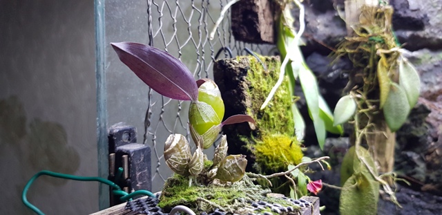 dendrobium lamellatum (1).jpg