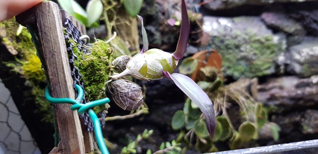 dendrobium lamellatum (2).jpg