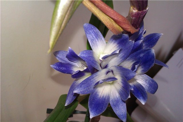 Dendrobium victoria-reginae - skaidre 2.jpg