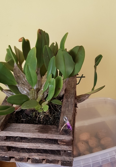 Dendrobium lindleyi'18.10.21.jpg