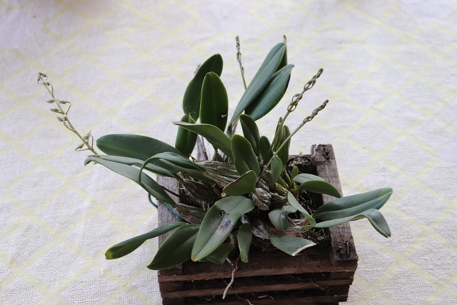 Dendrobium lindleyi'19.JPG
