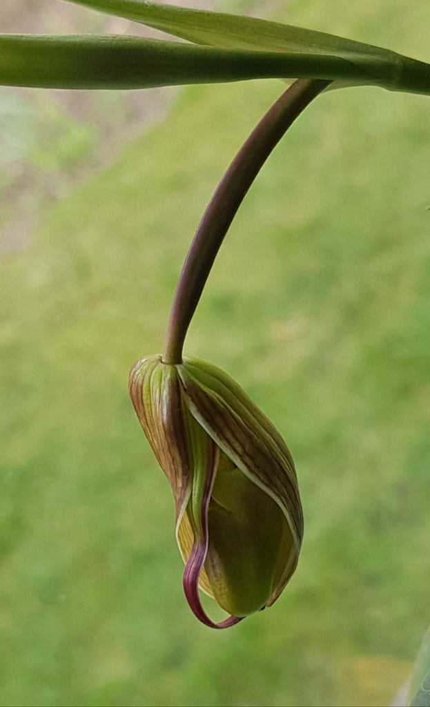 Phragmipedium longifolium.jpg