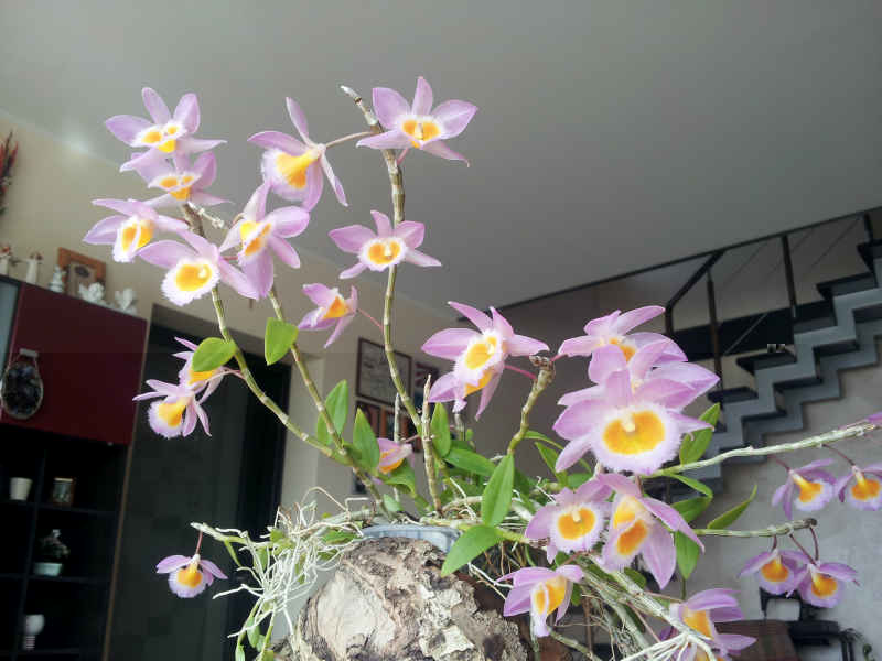 Dendrobium loddigesii mm.jpg