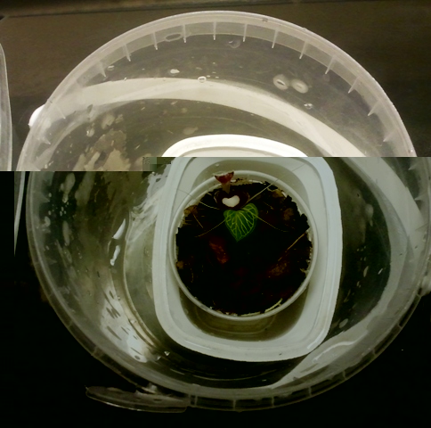 Corybas pictus 2013-03-04 2.jpg