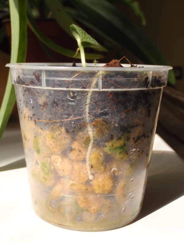 Corybas pictus 2013.04.20 2.JPG