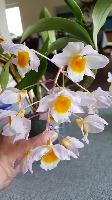 dendrobium farmerii.jpg