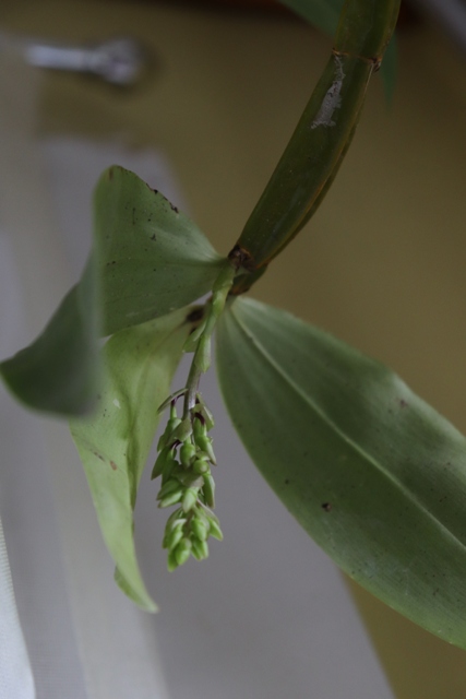 Dendrobium farmeri pink'19 (2).JPG