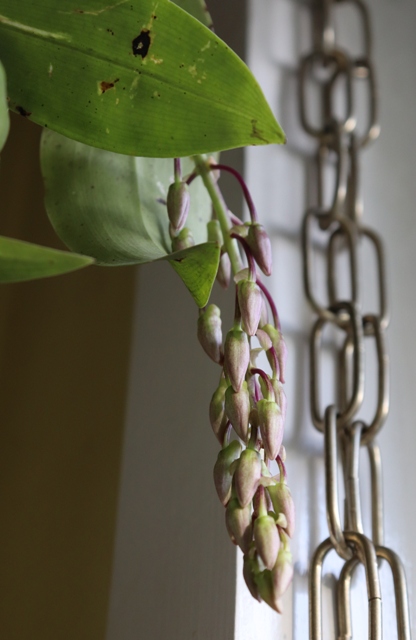 Dendrobium farmeri pink'19 (1).JPG