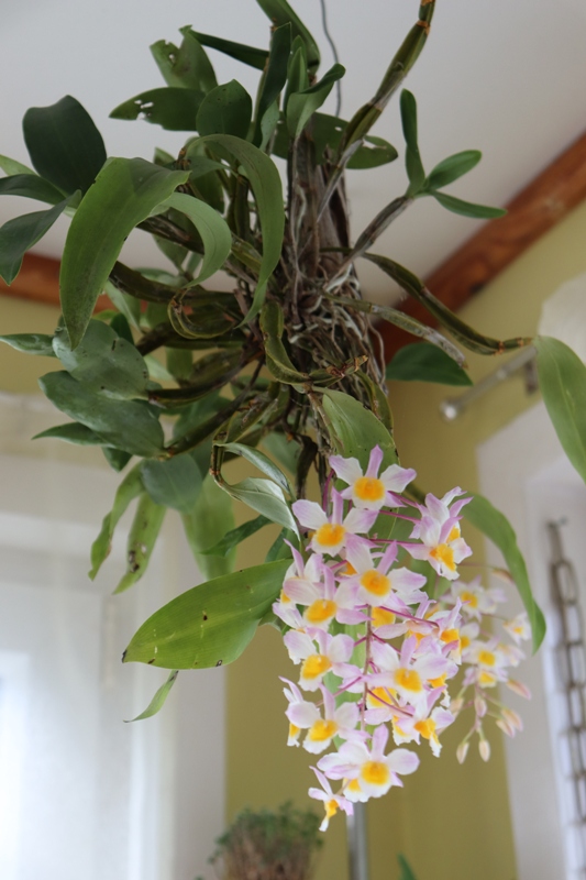 Dendrobium farmeri pink'19 (2) (1).JPG
