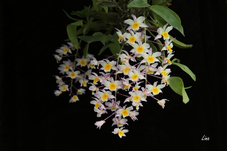 Dendrobium farmeri Pink'20.06..jpg