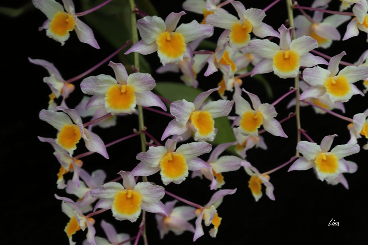 Dendrobium farmeri Pink'20.06.25.jpg