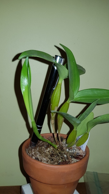 Dendrobium normanbyense (2019.11 (2).jpg