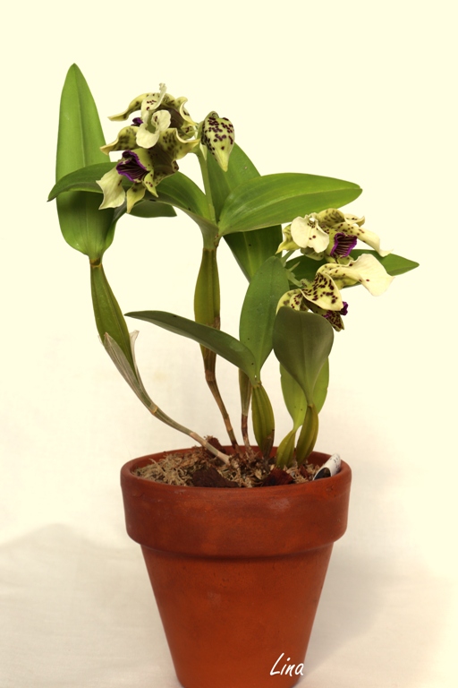 Dendrobium normanbyense'20.04.19.jpg