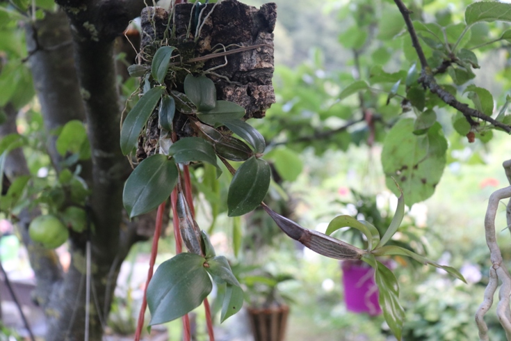 Dendrobium tetragonum var. giganteum (1).JPG