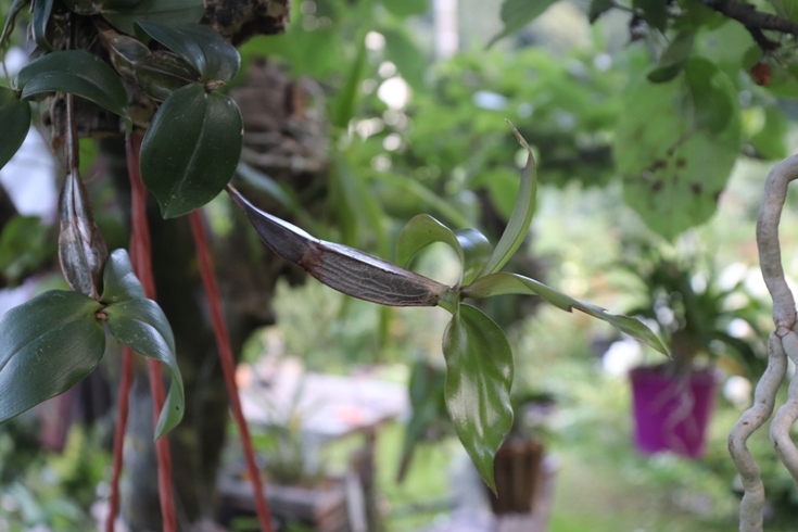 Dendrobium tetragonum var. giganteum (2).JPG