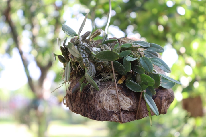 Dendrobium jenkinsii'20.08.14..JPG