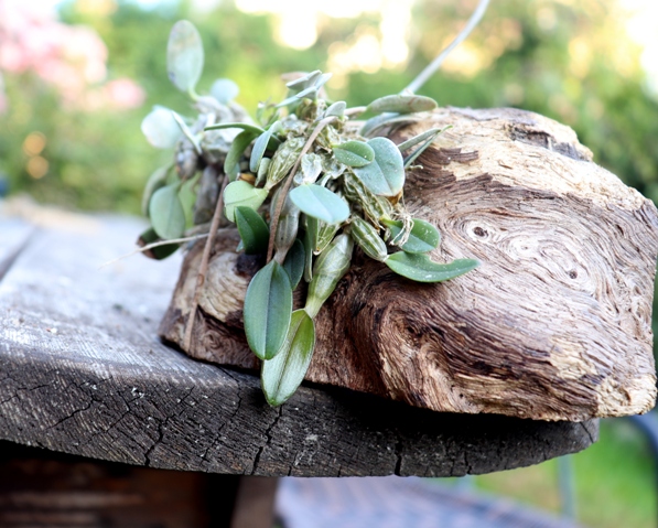 Dendrobium jenkinsii'20.08.14.jpg