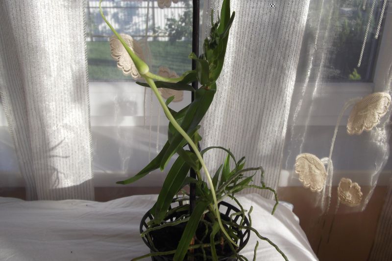 DSCF4705.JPG