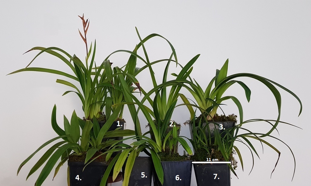 Phragmipedium.jpg