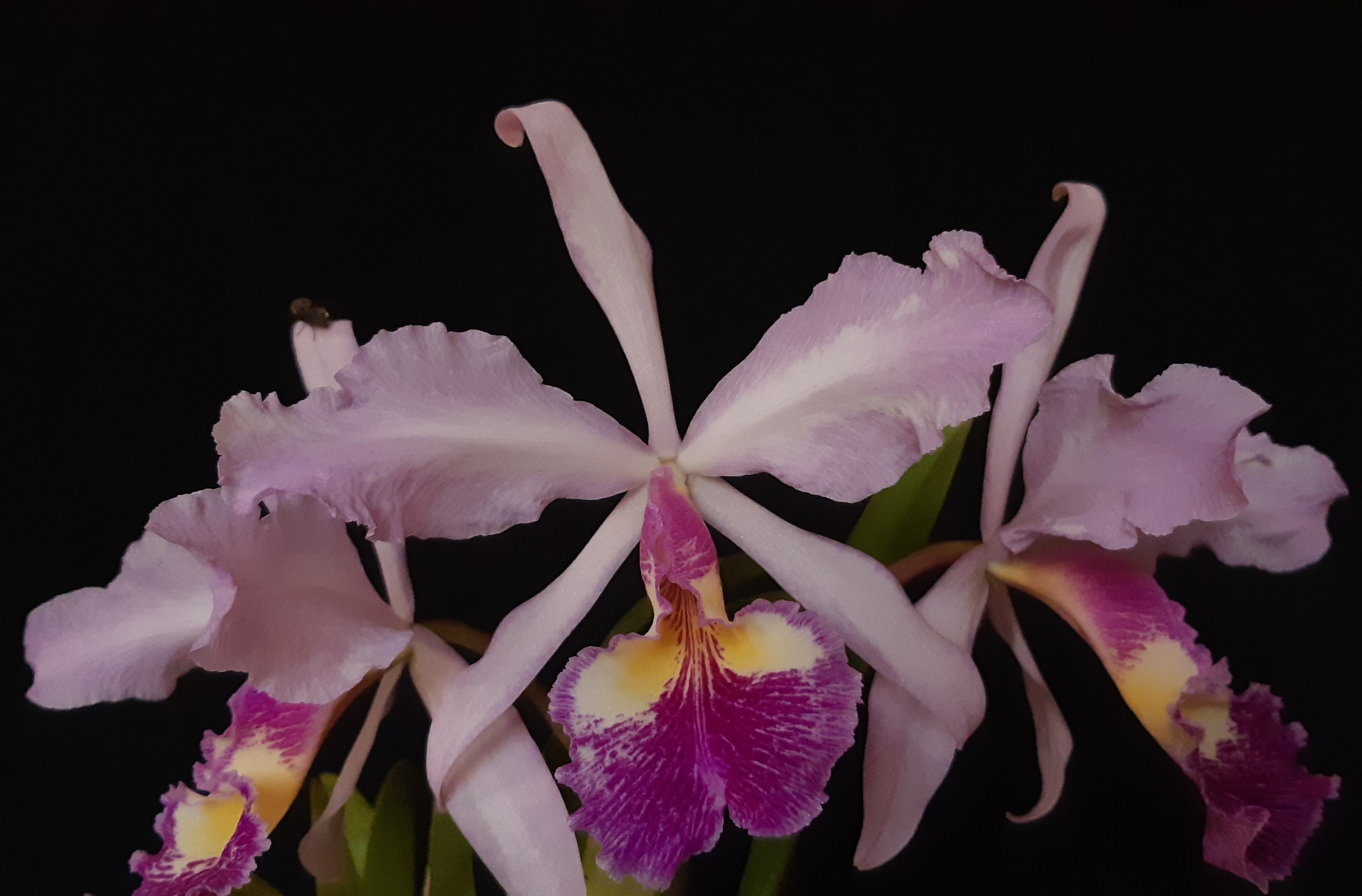 20201106_153105.jpg