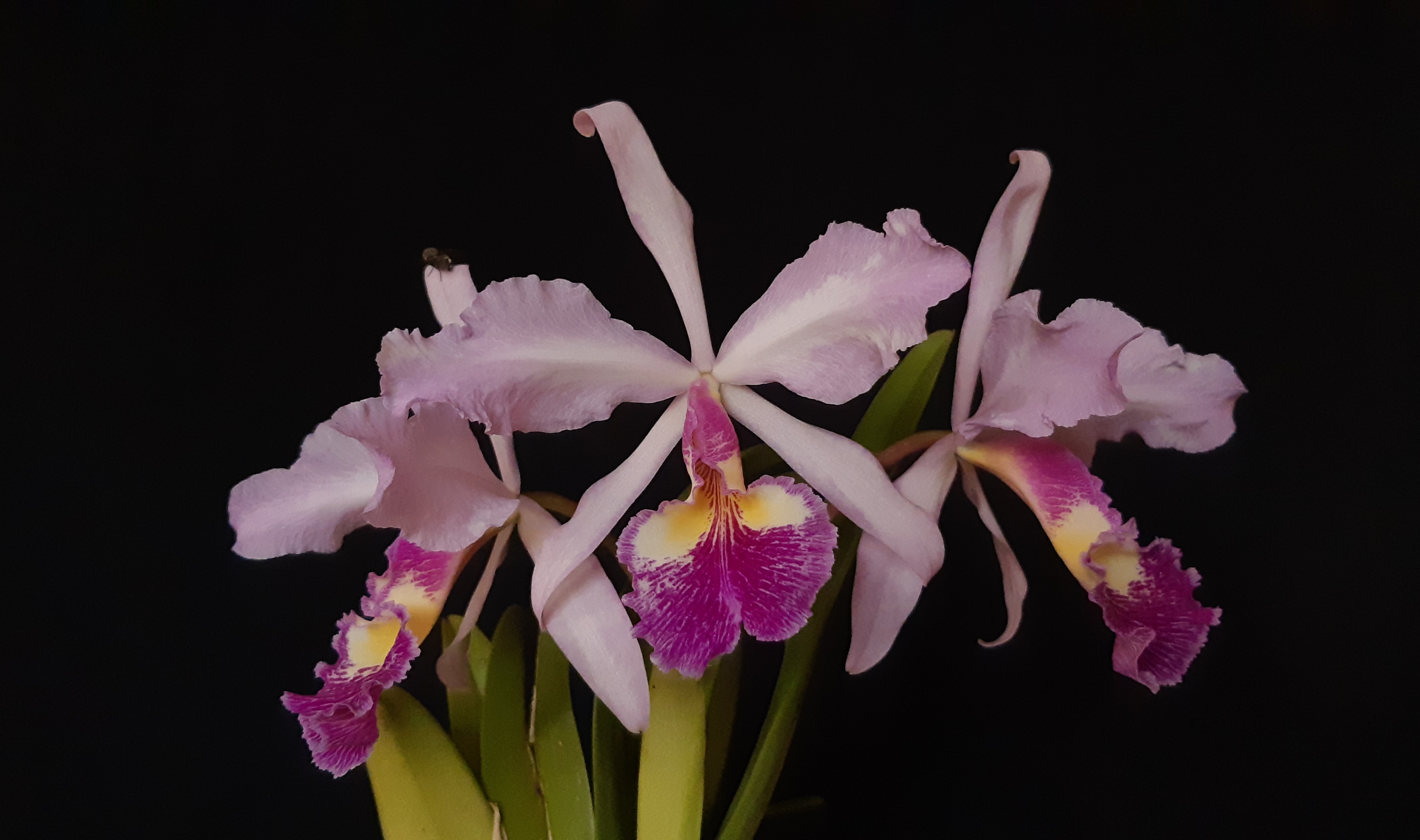 20201106_153015.jpg