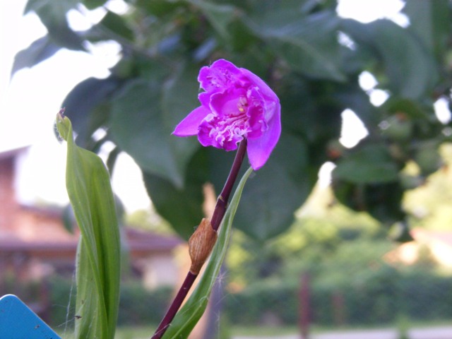 DSCF1293.JPG