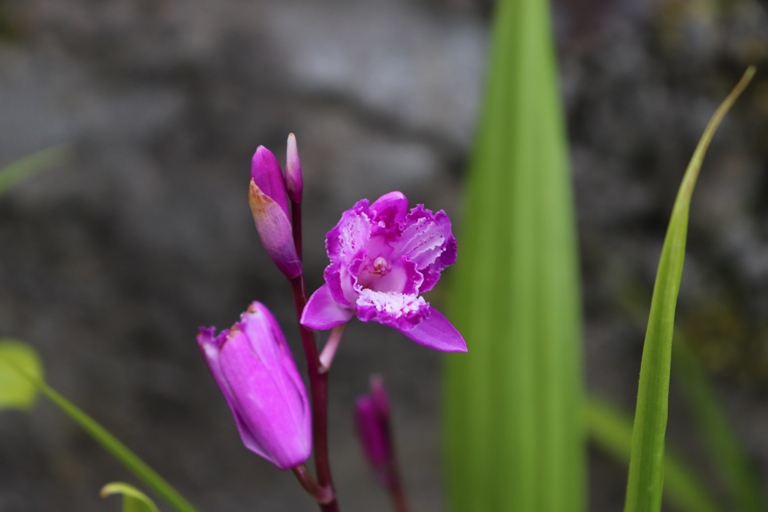 bletilla striata blue dragon.JPG