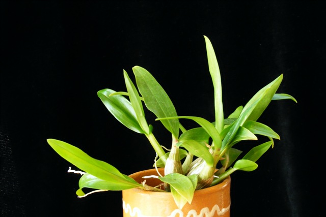 DSCF4598.JPG