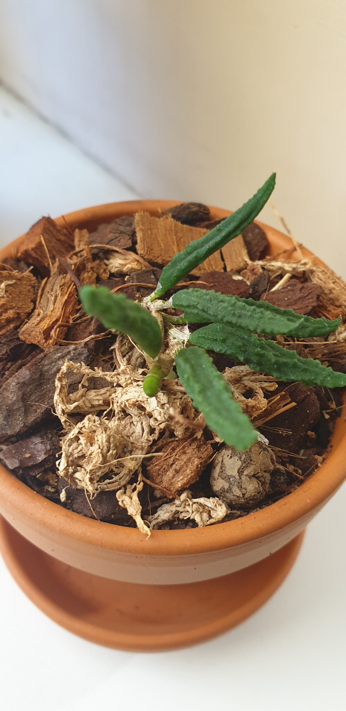 d.cucumerinum.jpg