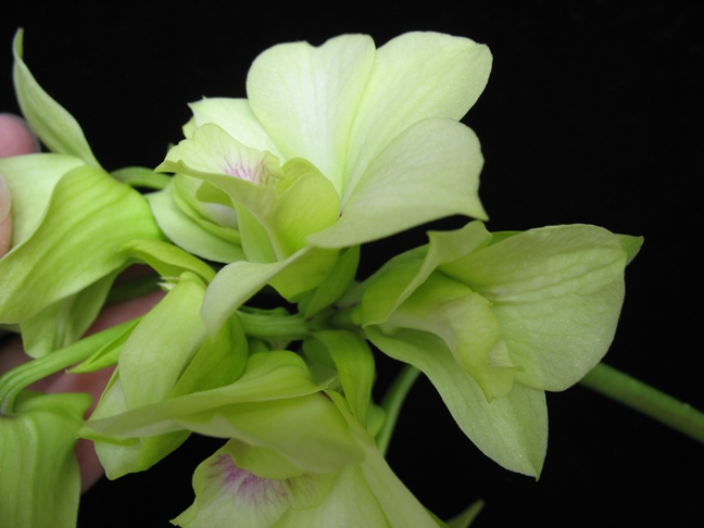 dendrobis 003.2.jpg