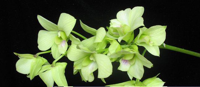 dendrobis 001.1.jpg