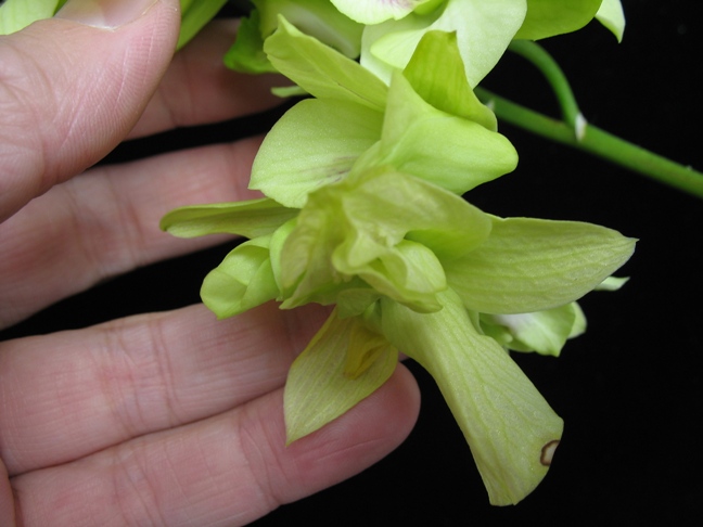 dendrobis 005.2.jpg