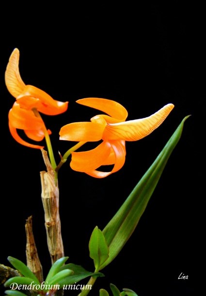Dendrobium unicum'14.jpg