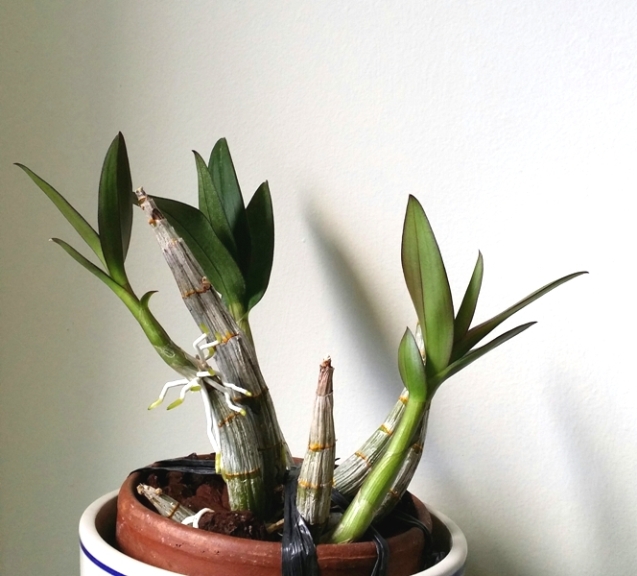 Dendrobium NoID-3 2014-06-21 1.jpg