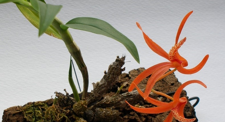 Dendrobium_lamyaiae4.jpg