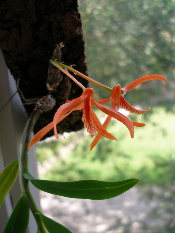 Dendrobium_lamyaiae3.jpg