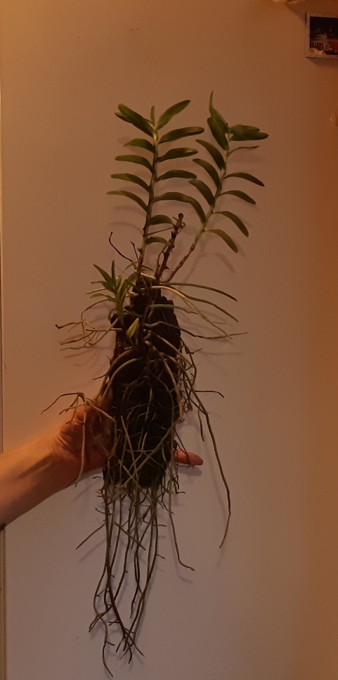 20201009_214345_copy_481x966.jpg