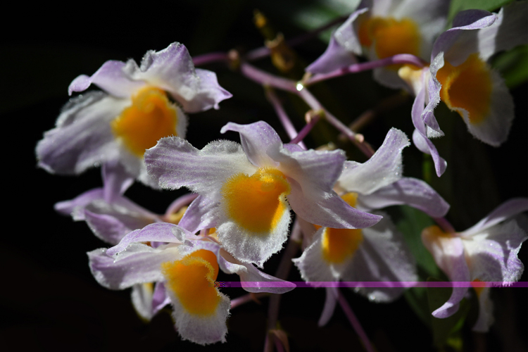 DSC_6526.jpg